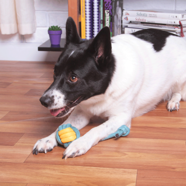 Brinquedo Kroco Puxador Corda Azul/Amarelo para Cães - Image 3