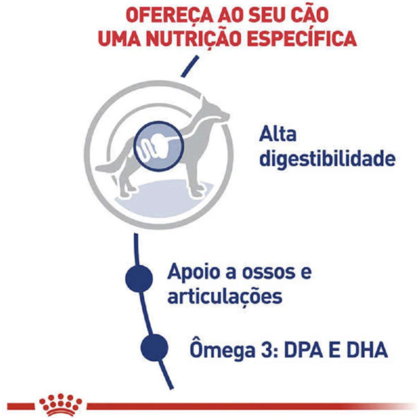 Ração Royal Canin Maxi Adult para Cães Adultos Grandes a partir de 15 Meses de Idade - 15kg - Image 4